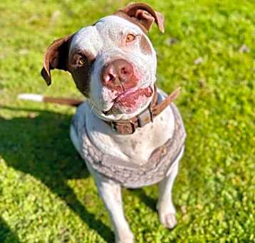 Photo of Gumbo