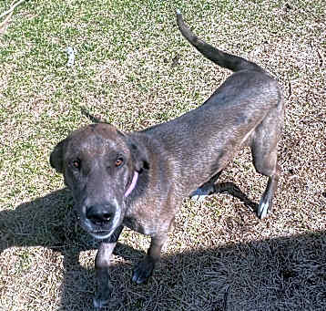 Photo of Maggie (Sol’s Pups 2)