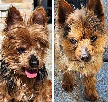 Photo of Desi & Lucy (Bonded)