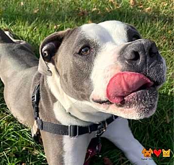 Photo of OZZIE