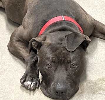 Photo of Lacey
