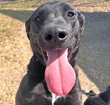 Photo of Copper