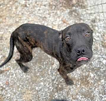 Photo of Pittie Peaches