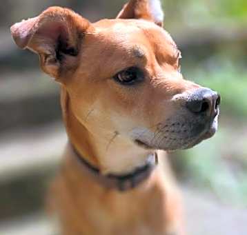 Photo of Nugget