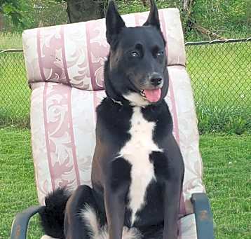 Photo of Dixie