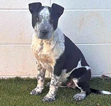 Photo of Buzz 0651