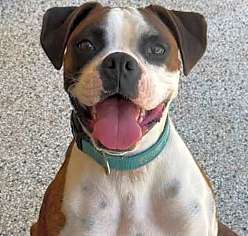 Photo of Scooter Pooter