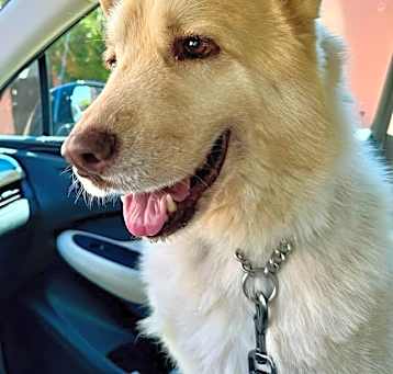 Photo of Lumi