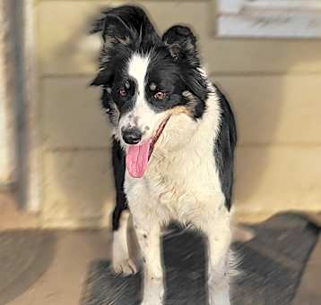 Photo of Bonnie