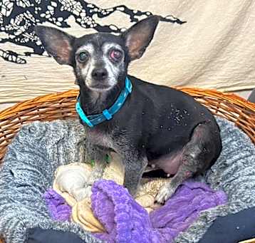 Photo of Buggy (pending medical)