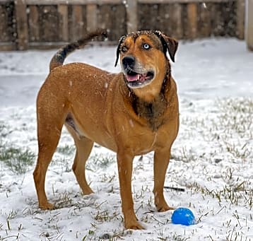Photo of Blue