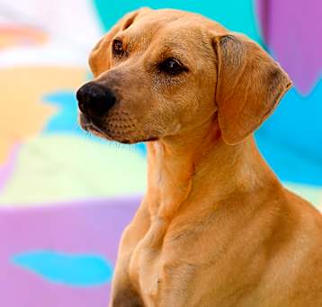 Photo of Bailey