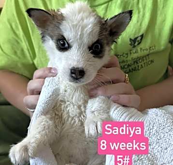 Photo of Sadiya