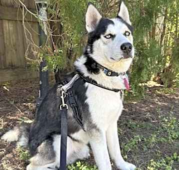 Photo of Lucky