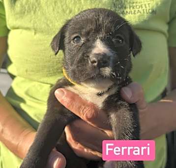 Photo of Ferrari