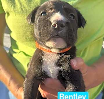 Photo of Bentley