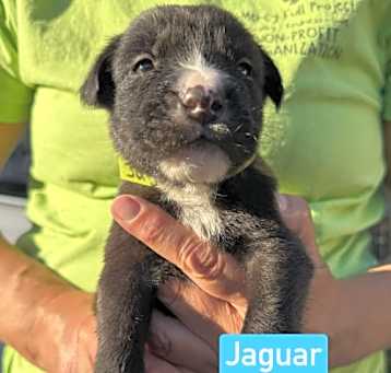 Photo of Jaguar