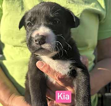 Photo of Kia