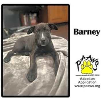 Photo of Barney