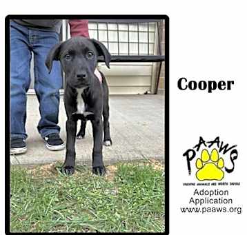 Photo of Cooper
