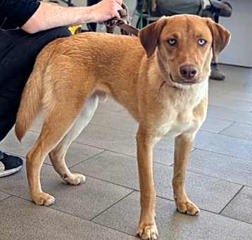 Photo of Scotch