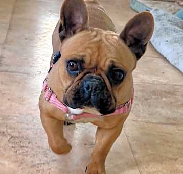 Photo of Honey