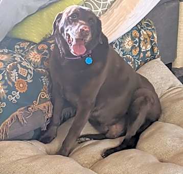 Photo of Lucky 