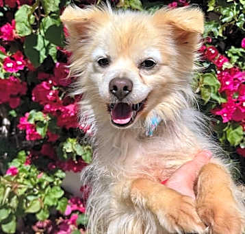 Photo of Chango