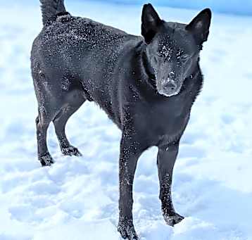 Photo of Oso