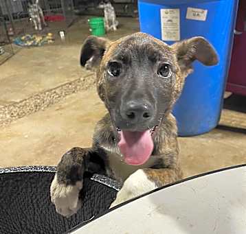 Photo of Fritz