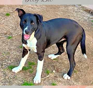 Photo of Daisy II