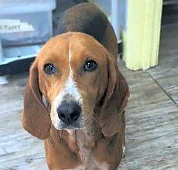 Photo of Clover