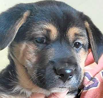 Photo of NY Ella Avail March 29