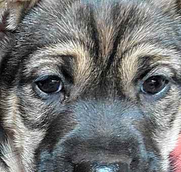 Photo of NY Rhonda Avail March 29