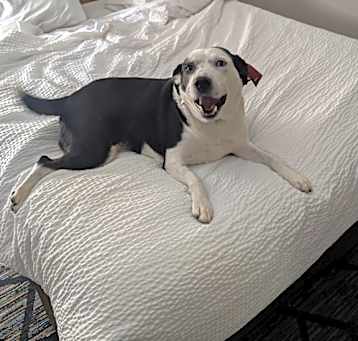 Photo of Wiggles