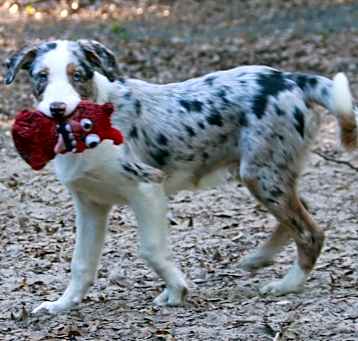 Photo of Tater