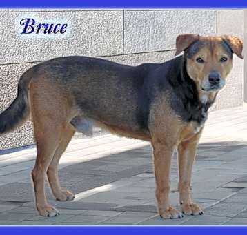 Photo of Bruce