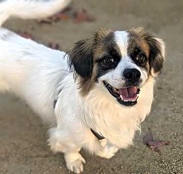 Photo of Rocket