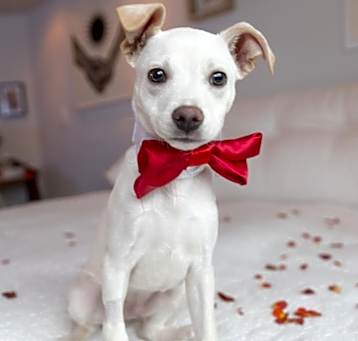 Photo of Goose