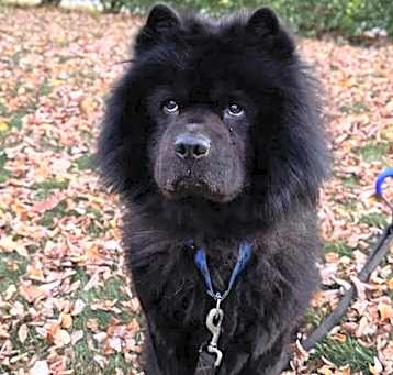 Photo of Bear-ret