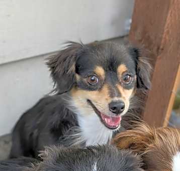 Photo of Bailey