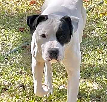 Photo of Spot