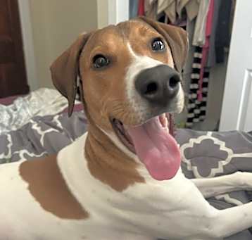 Photo of Sadie