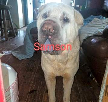 Photo of Samson
