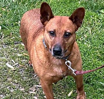 Photo of Ginger - A full figured gal who bonds quickly!!