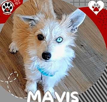 Photo of MAVIS
