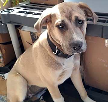 Photo of Harley