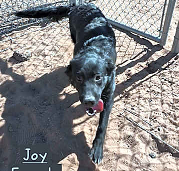 Photo of Joy