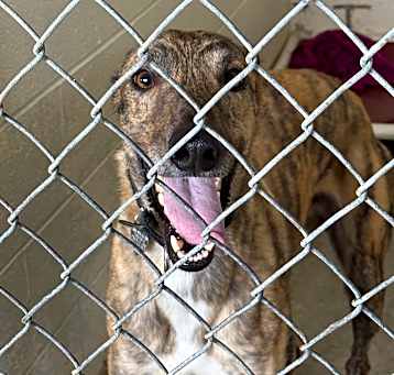 Photo of Reacher