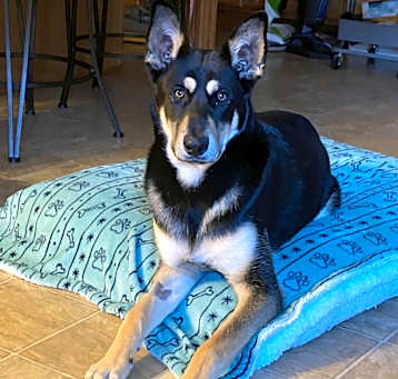 Photo of Sultan